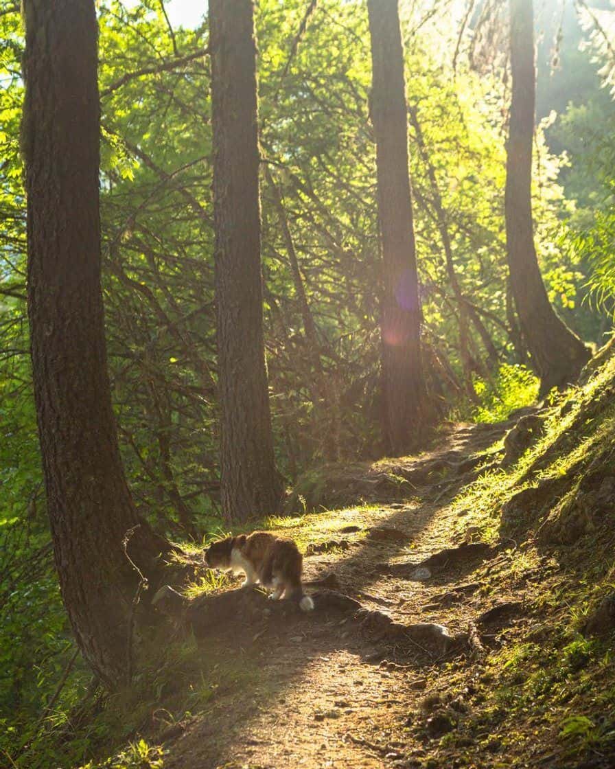 Sentier en sous-bois au-dessus de Chamonix, lumière filtrée par les arbres